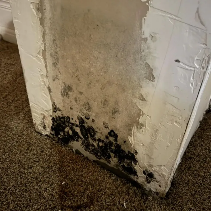 Professional Mold Removal in Irvington, KY